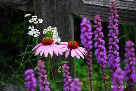 Purple Coneflowers surrounded by tall spiky purple Liatris. Photo  by Jim Wohl