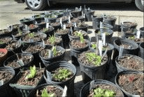 30 or so black nursery pots with native plants that are just beginning to show signs of growth