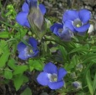 A picture taken from above looking into six blue flowers that have four petals which are fringed at the end