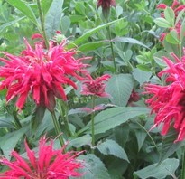 Monarda didyma, Scarlet Bee Balm, three bright red flower that are: fancy, frilly with pointy edges.