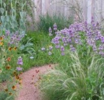 A path way through a wildflower garden