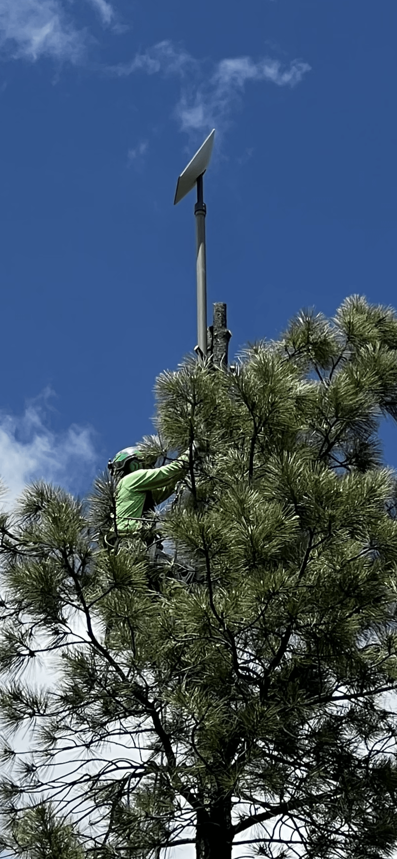 ClearView Arborist installing Starlinkabover the treeline.