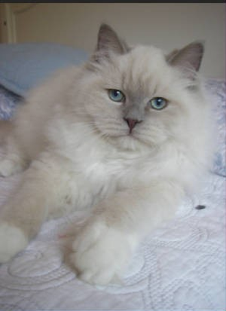 Ragdoll Cat Laying Down