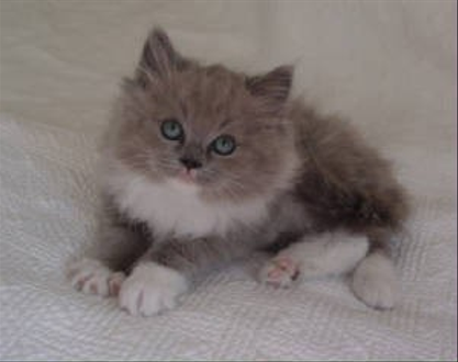 Gray Ragdoll Kitten