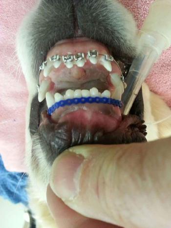 Dog with braces