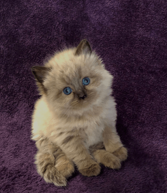Seal Mink Colorpoint Female