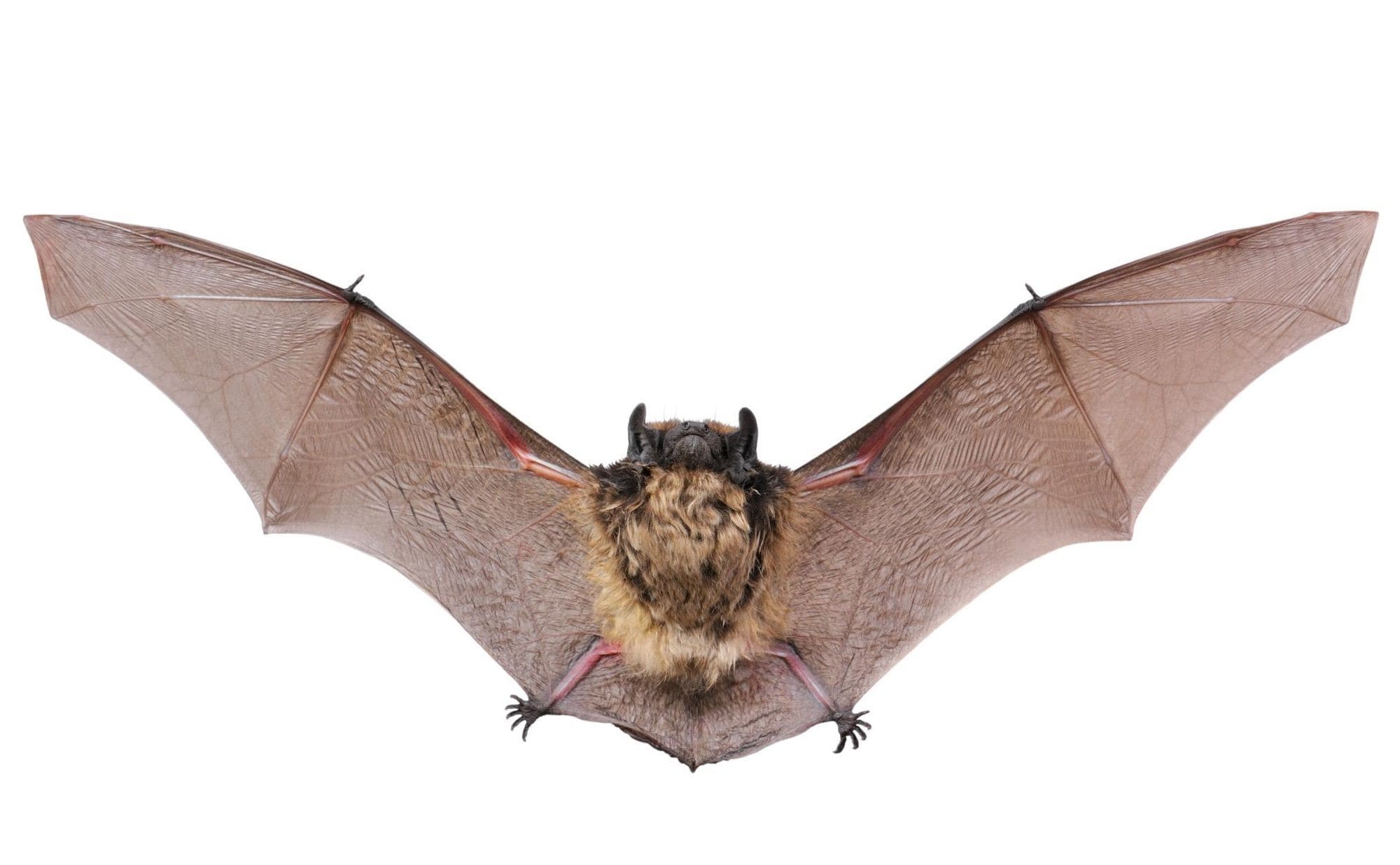 Bat removal austin, rid bats, bats in the attic, bat in house austin
