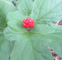 Goldenseal - one ripe red berry in th middle of four leaves that look like fingers.