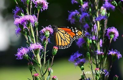 A close up of a orange, black and tan Monarch Butterfly enjoying nectar on the purple flowers of Liatris
