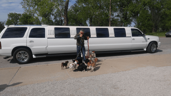 Man with many Dogs next to Limo