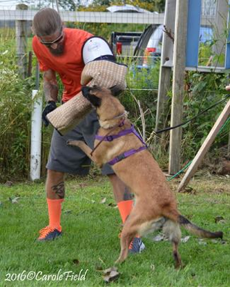Competing at the Dog Sports Open