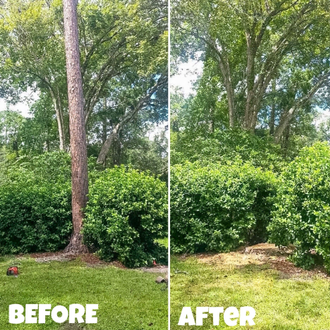 This is a before and after comparison of a Pine tree removal among some shrubs.