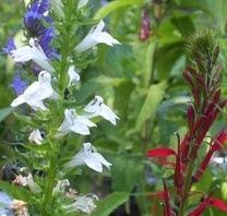 Lobelia Alba, White Cardinal Flower, ,white flowers on the left, red Cardinal Flowers in the right.