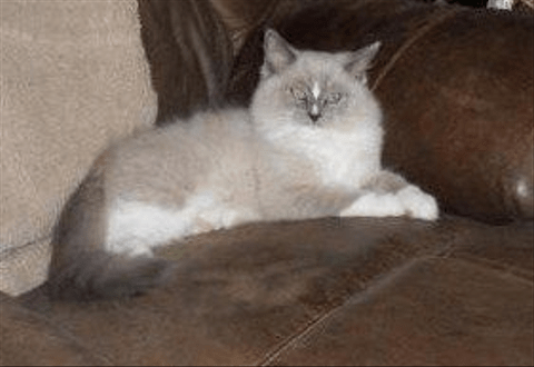 Ragdoll Cat On A Brown Couch