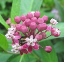 Close up view of the rose colored  Prairie Milkweed flowers