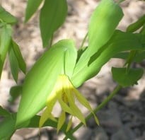 Uvularia grandflora - Giant Bellflower, small little, green, woodland flower with yellow droopy flowers.