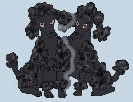 A black standard poodle in the process of being magically cloned.