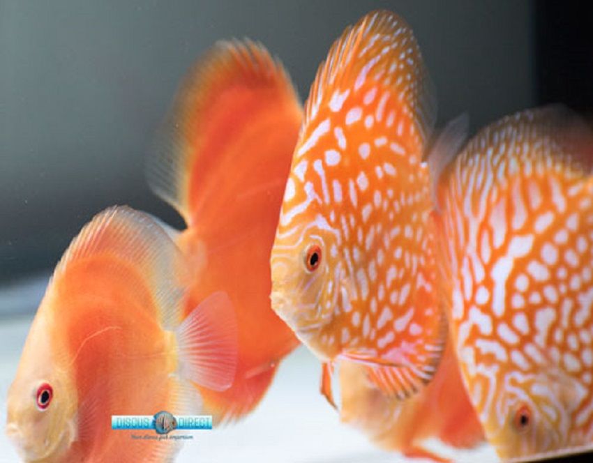 A Group of Orange Discus Fishes