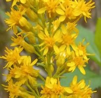 Solidago flexicaulis ,Zig Zag Goldenrod a woodland flower, that is 12 inches high, blooms in the fall and has yellow petals