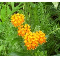 The bright orange flowers of Butterflyweed are not to be confused with Butterfly Bush.