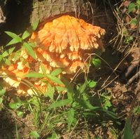 A fallen tree has a bright orange fungus growing on it