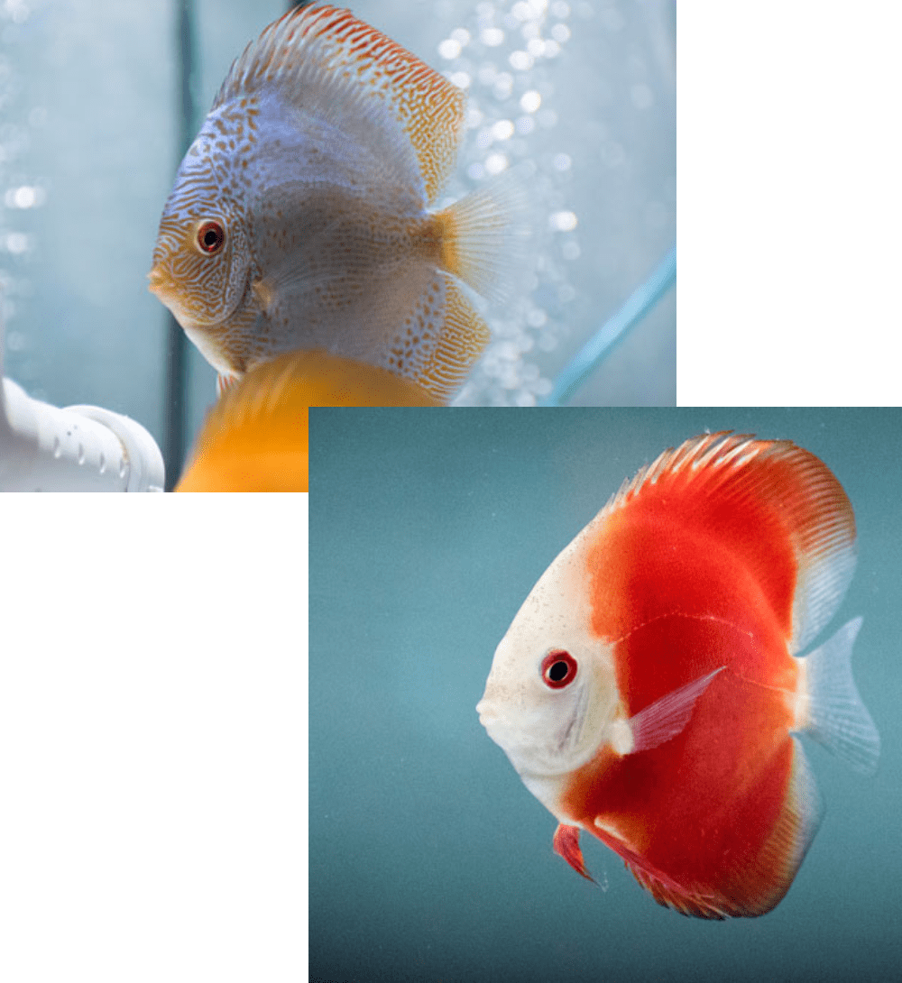 Yellow and Orange Discus Fish