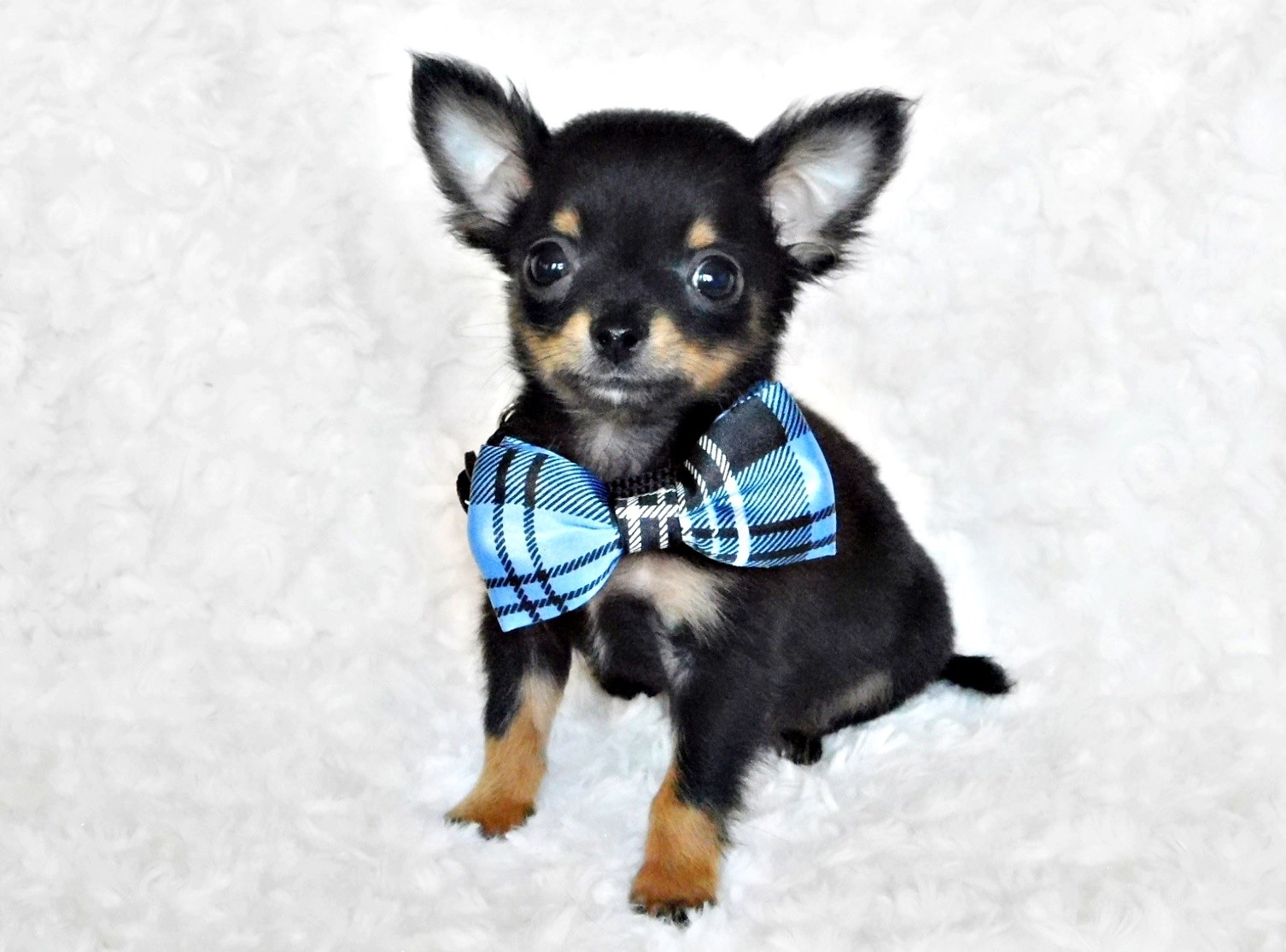 Small black and tan long coat puppy wearning a blue bowtie sitting on a white fuzzy background.
