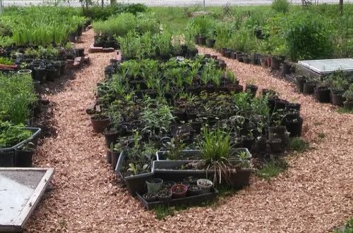 A backyard full of potted plants early in the spring. Each pot is full of green plants and the rows between them are covered with wood chips