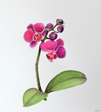Floral Butterfly Orchid Watercolor Art 7x8