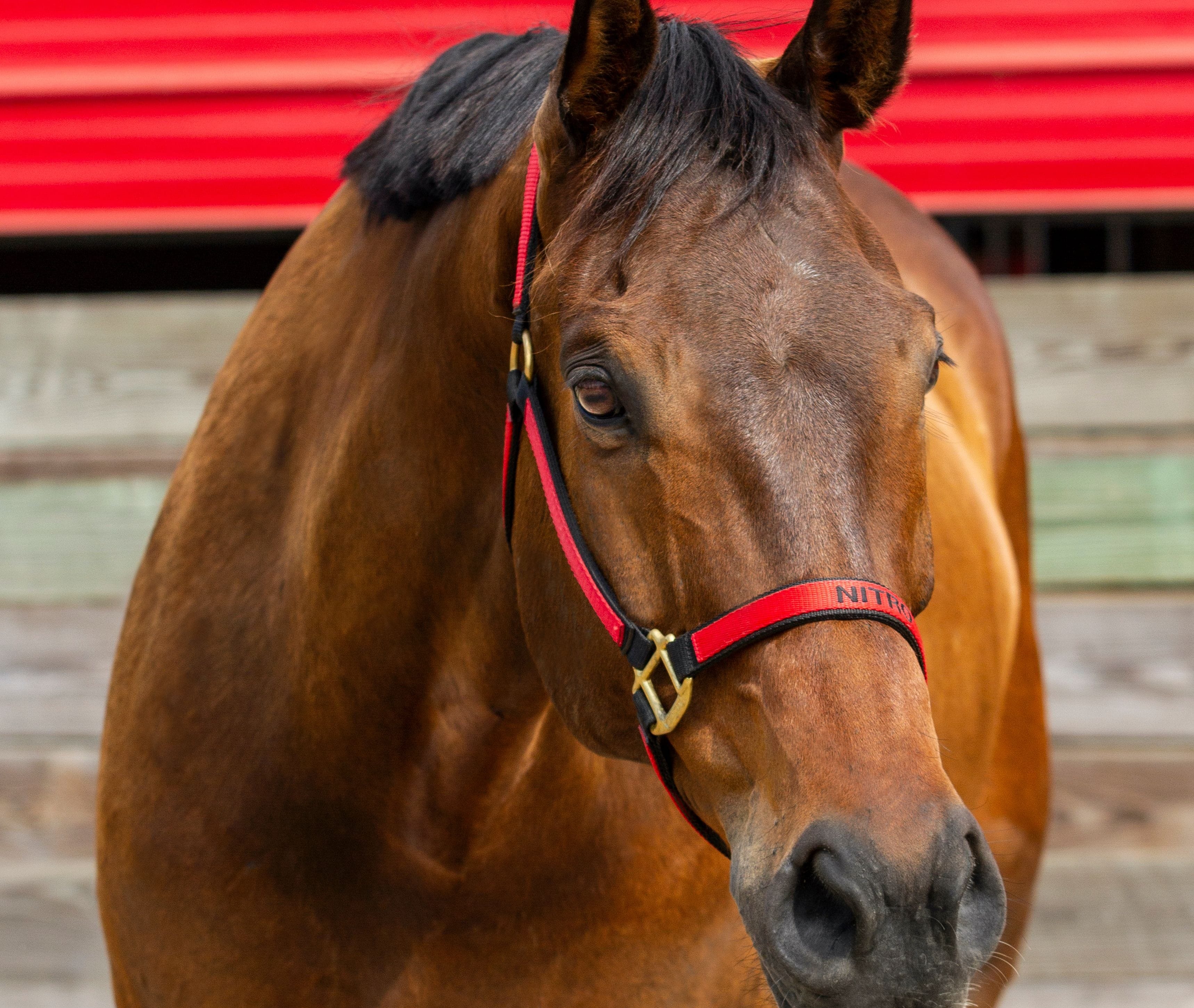 Nitro is a lesson horse at J & S Performance Horses. He is a bay gelding, wearing a red and black halter with his name on it.