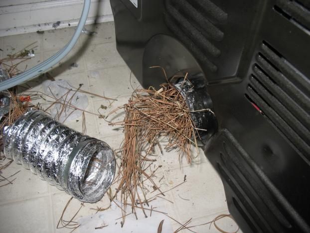 Ah spring! That time of year for the birds and bees to, well, do what birds and bees do.  This photos shows what Starlings (aka "blackbirds") can accomplish with an unguarded dryer vent.  This pine needle nest fills the dryer and duct.  The homeowner was just a load or two away from a house fire.  We removed the nest, replaced the old, damaged duct, and installed a vent guard to prevent future problems.