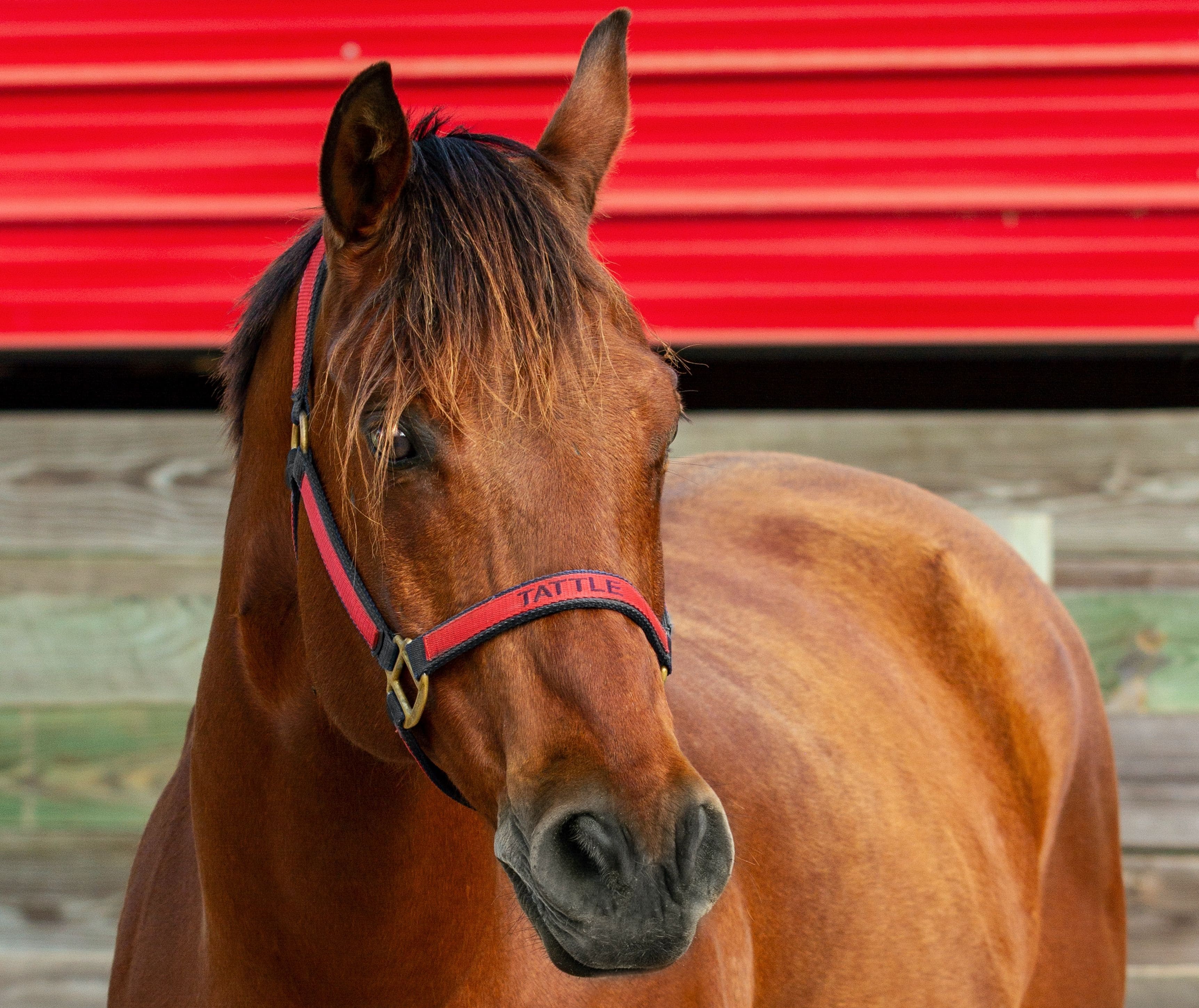 Tattle is a lesson horse at J & S Performance Horses. He is a bay gelding, wearing a red and black halter with his name on it.