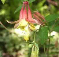 The contrasting yellow and crimson bell shaped flowers of the  Wild Columbine are a show stoppers!