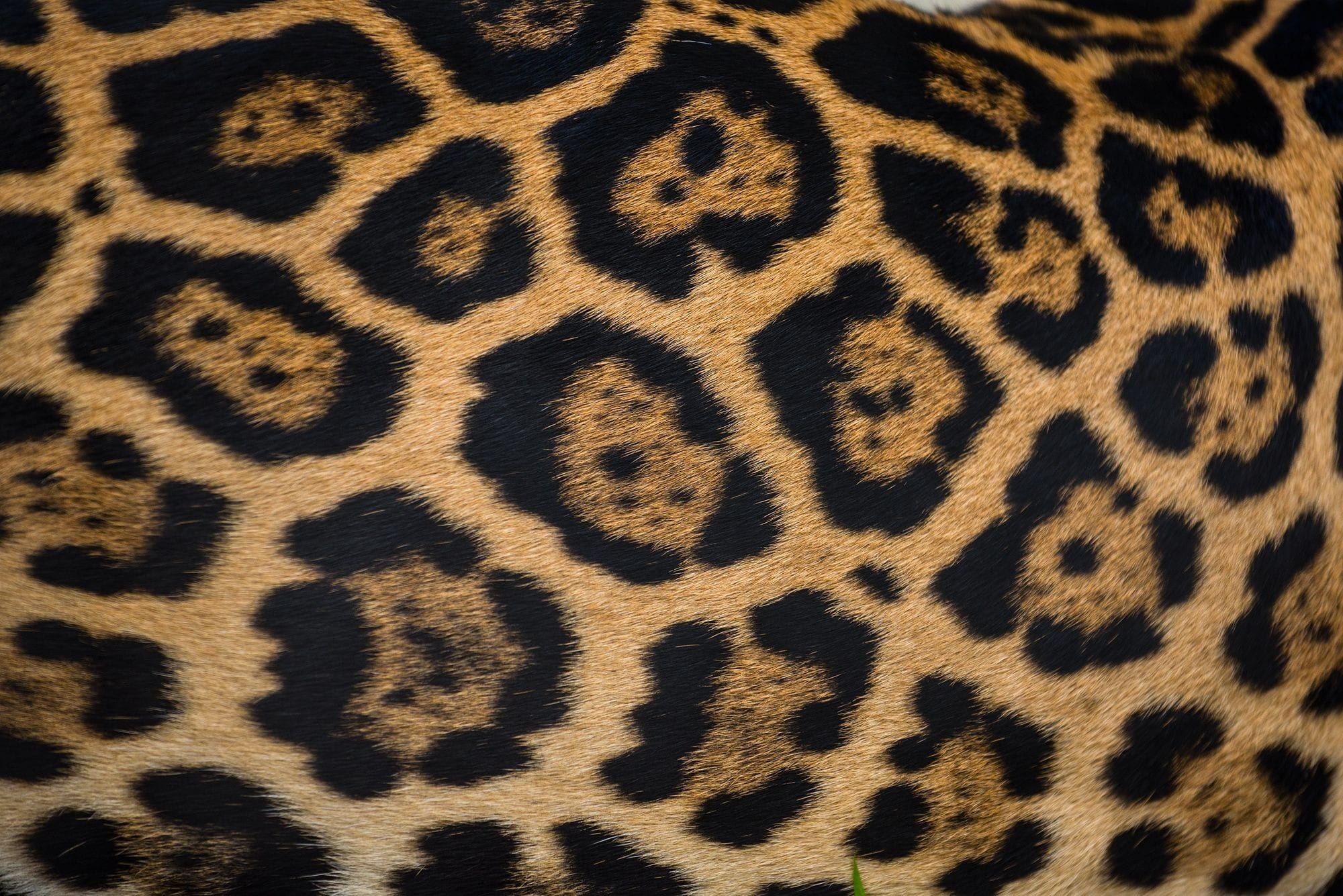 A close up of jaguar fur. Jaguars have rosettes on their fur. A rosette is a circle with a dot in the middle.