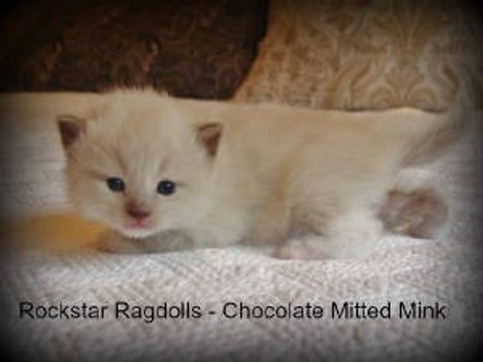 Chocolate Mitted Mink Ragdoll Kitten