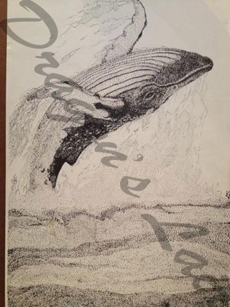 Penand ink of Humpback whale breaching16 3/4x 11 $20.
