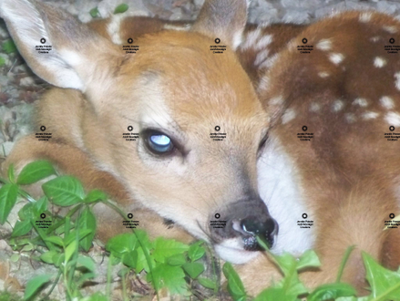 A closeup photograph by Jennifer Priester of a fawn.