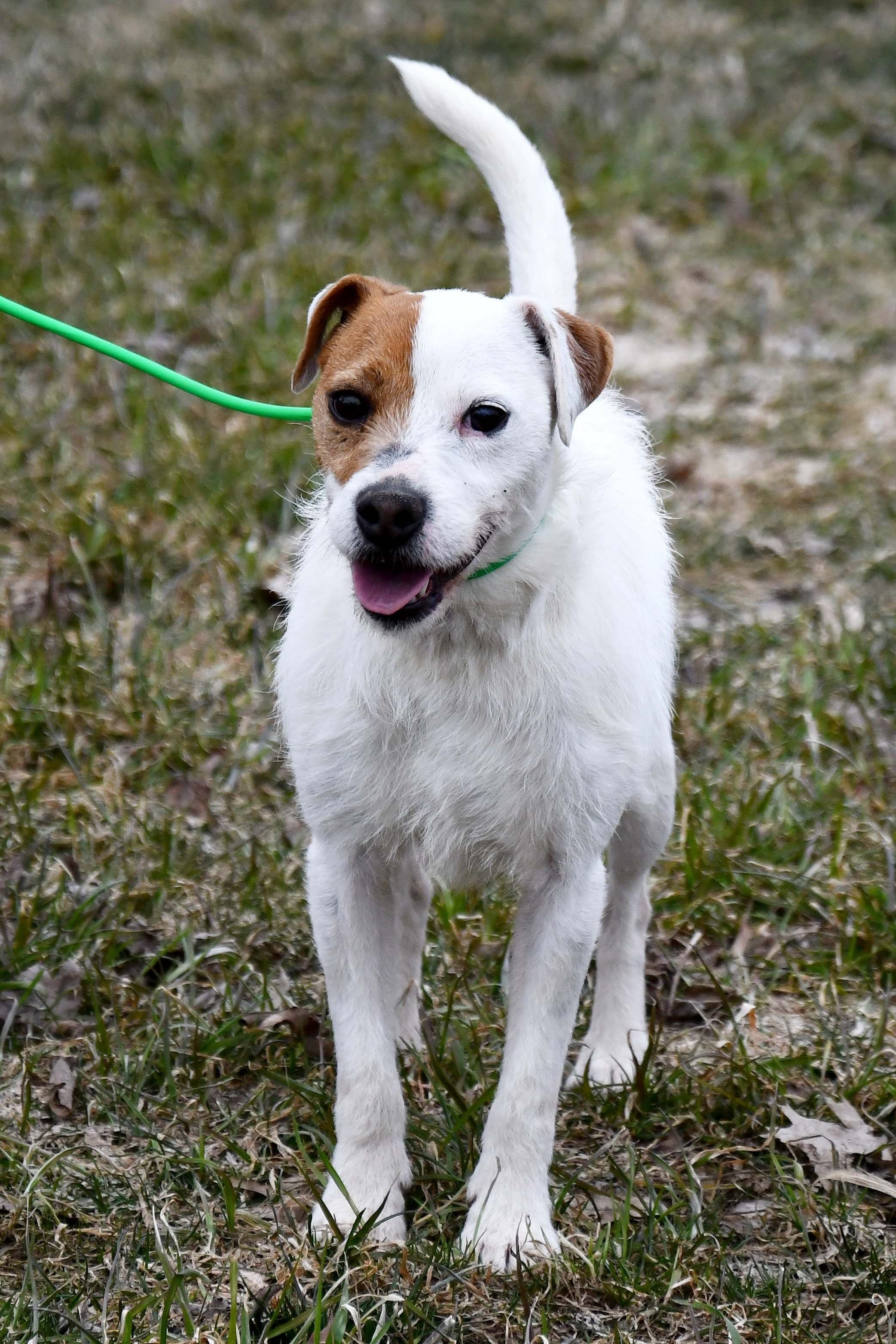 Parson Russell Terrier "Newt" at Cher Car Kennels