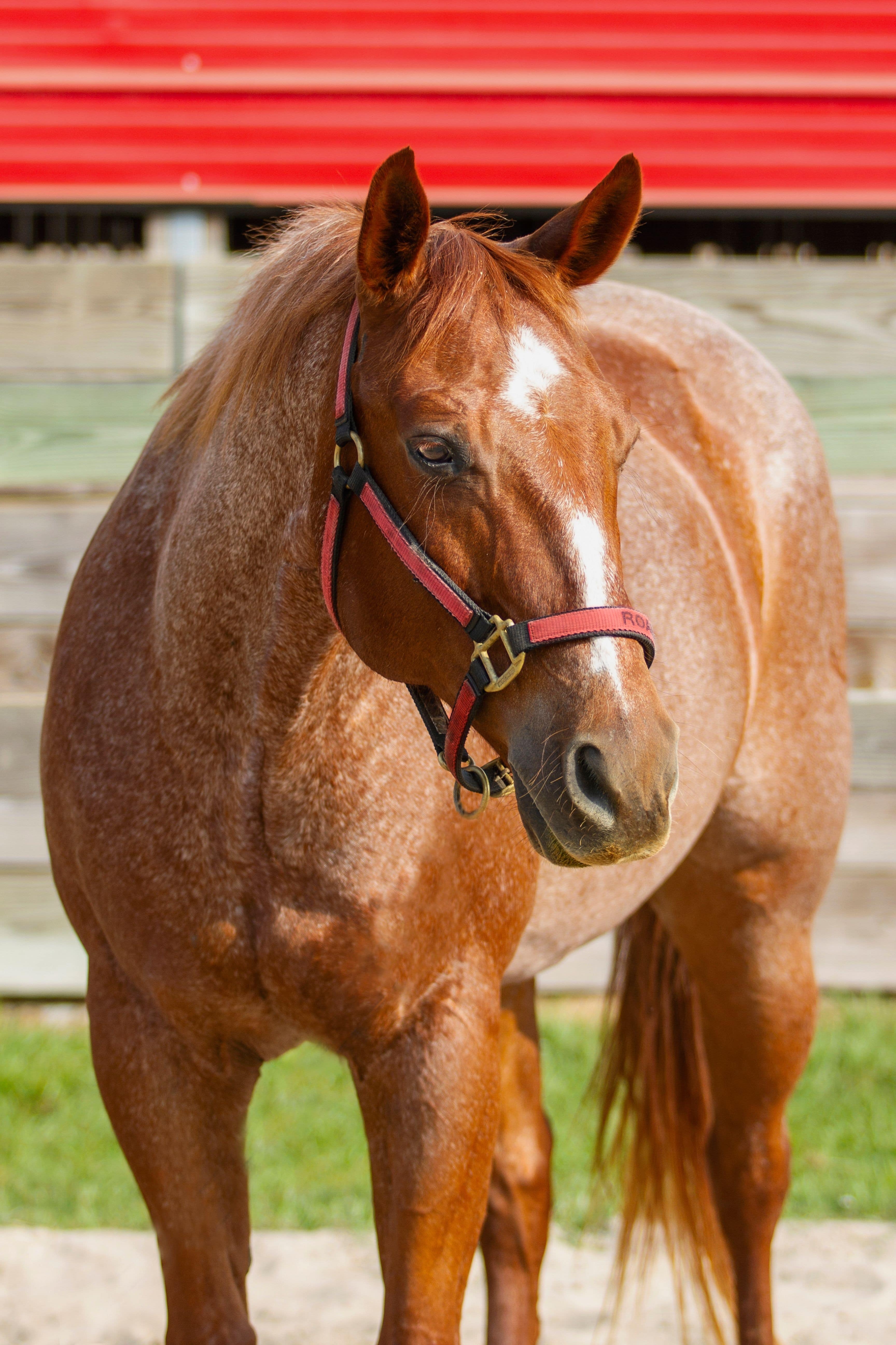 Roanie is a lesson horse at J & S Performance Horses. He is a red roan gelding with a star and a stripe, wearing a red and black halter with his name on it.