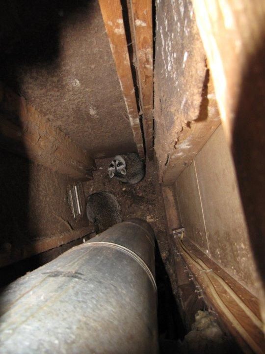 A bit tough to see, but these two raccoons have taken up residence in a chimney chase, which surrounds a prefabricated fireplace.  They accessed the cavity via the attic, which was entered via an unsecured gable vent.  Photo taken from the attic, through the same hole the raccoons used.  