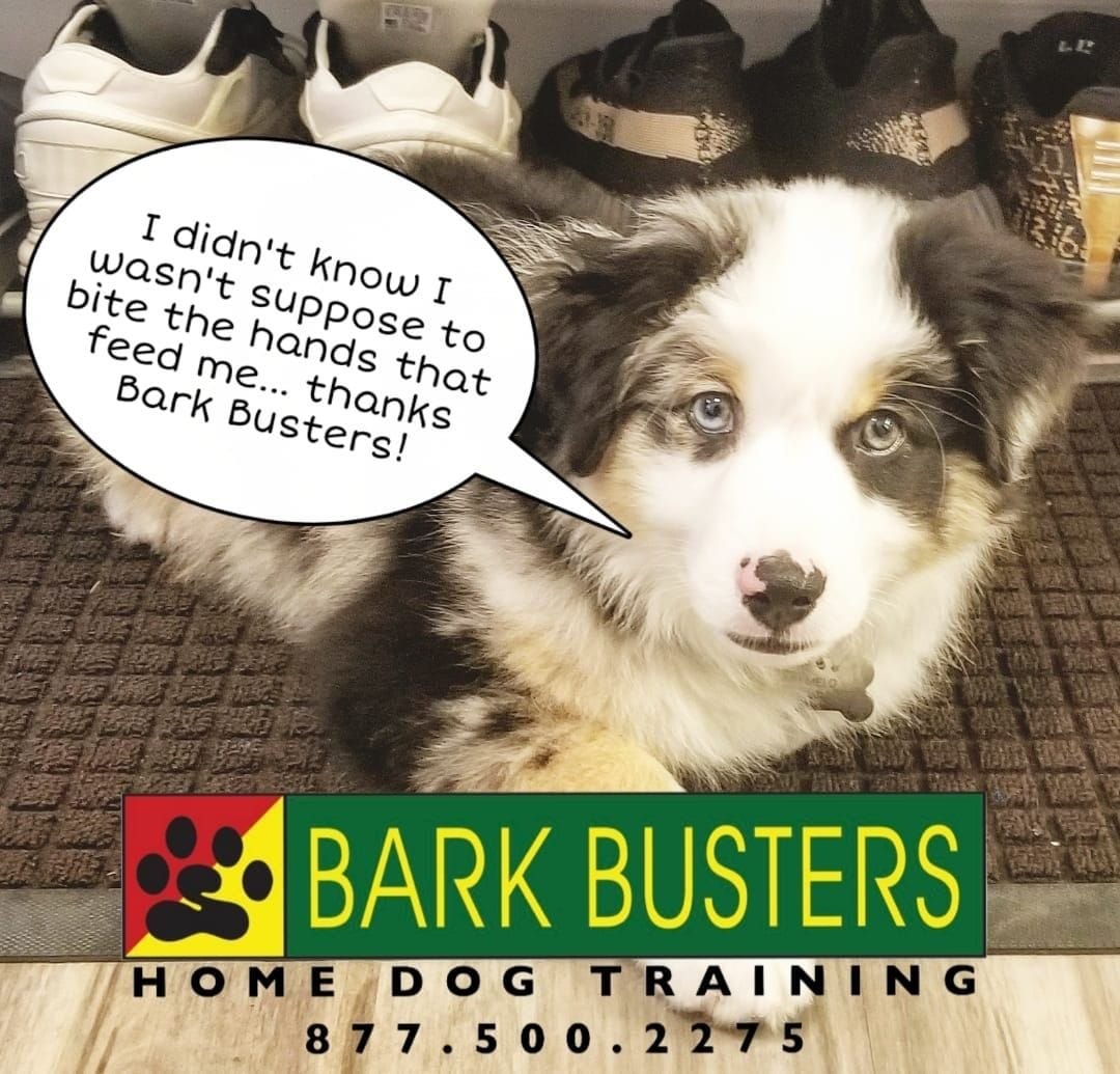 Bark Busters Trained Dog