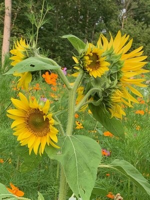 Common Sunflower In The Meadows