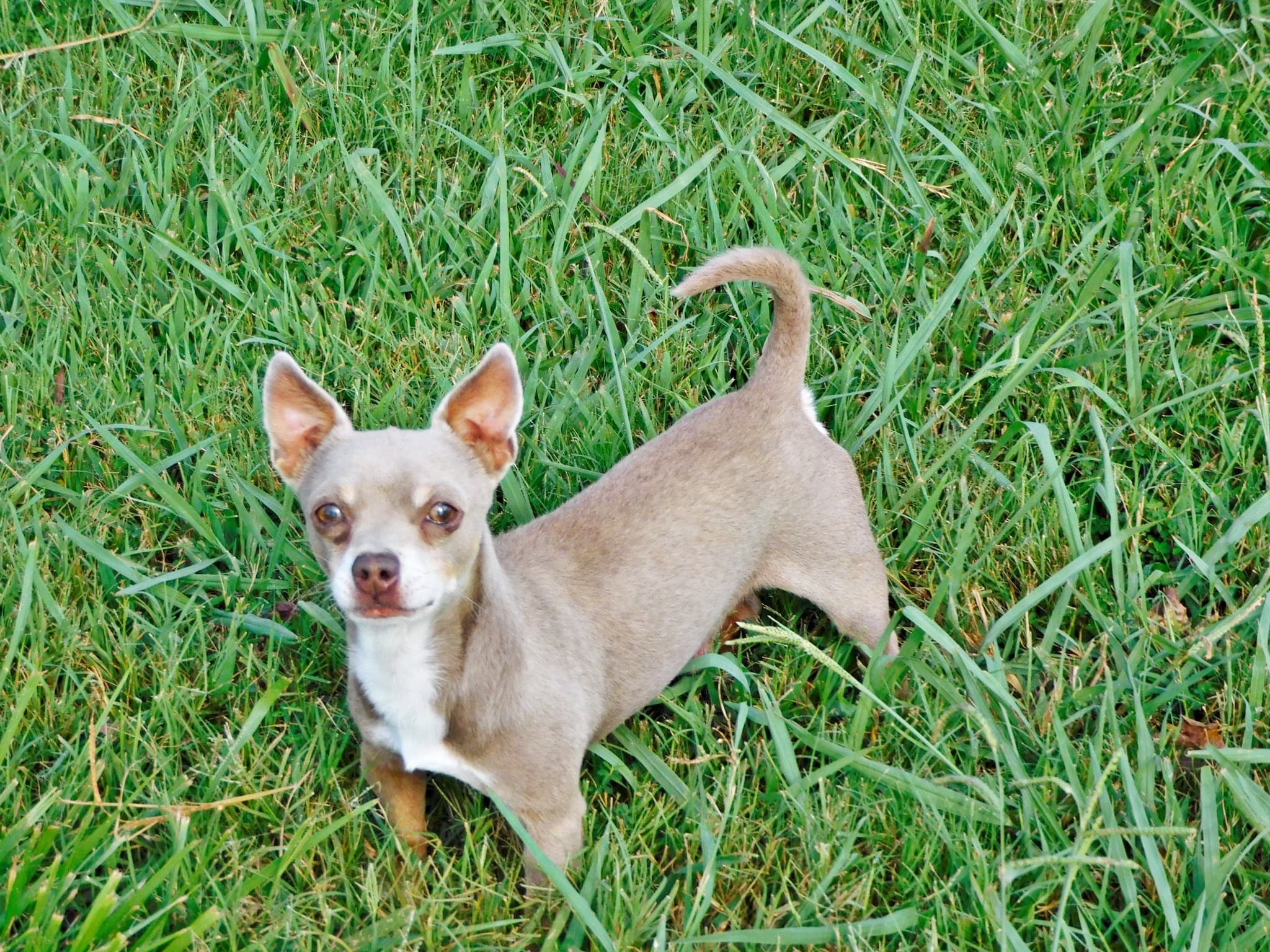 Arkansas breeder of the finest Chihuahua puppies