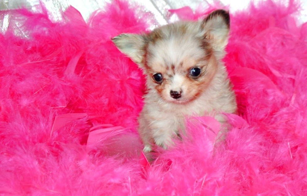 Tiny lavender merle long coat Chihuahua sitting in hot pink feathers.  Chihuahua puppies near me.   