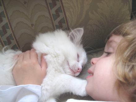 Little Girl With His Ragdoll Kitten
