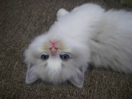 Ragdoll Kitten On A Mat