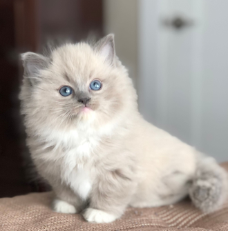 Cat On The Bed