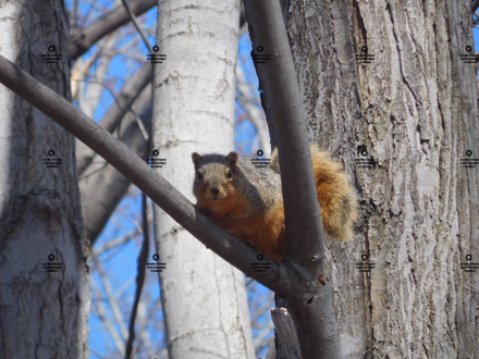 A photograph by Jennifer Priester of a brown squirrel watching the photographer while sitting in a tree.