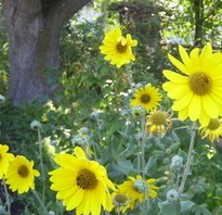 Helianthus mollis large yellow sunflowers growing next to an oak tree and leaning on a fence.