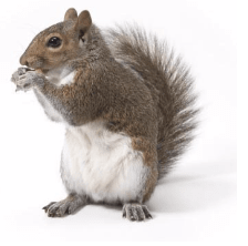 Here in Austin, Texas, one of our most frequent service calls is squirrel removal calls in the spring and fall, which is the mating season for squirrels